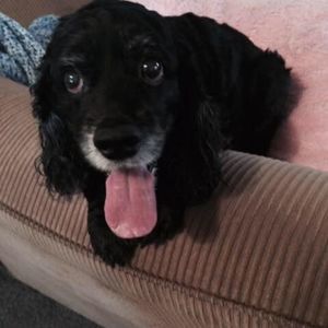 Meet your Posher, Brenda